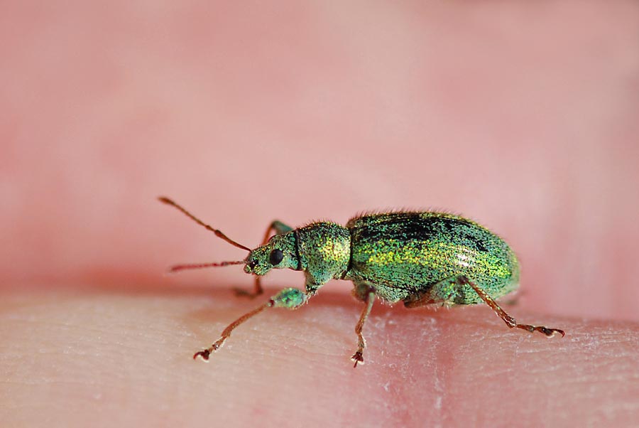 Curculionidae con spina femore: Phyllobius cfr. arborator